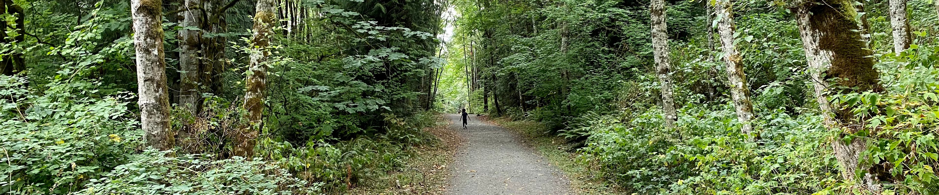 Cougar Mountain Red Town Trail