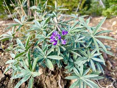 Lupine in bloom