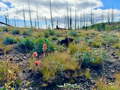 Indian Paintbrush