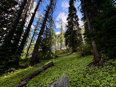 Greenery on the Angle Peak trail