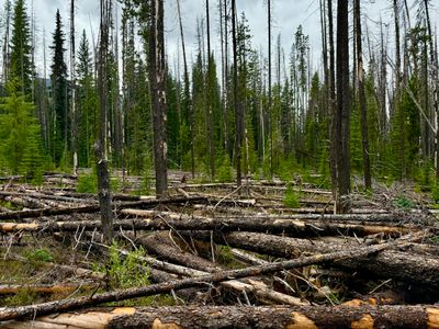 Downed Trees