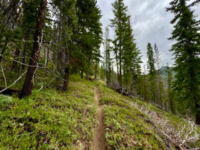 Lake Creek trail