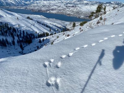 Coyote tracks overlooking Lake Chelan