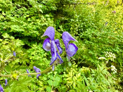 Monkshood Flower