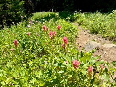 Indian Paintbrush