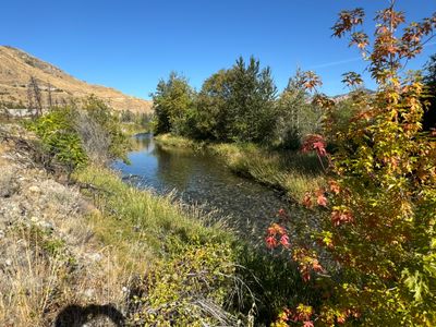 Maple tree along the Chelan River