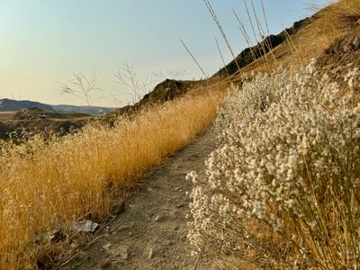 Wild buckwheat along the Eagle trail