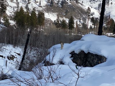 Coyote below Fourth of July Mountain