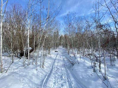 Stand of Aspen