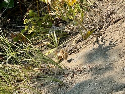 Lizard hiding in the vegetation