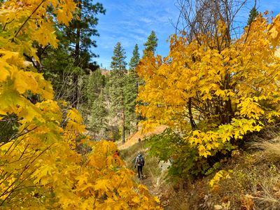 Bigleaf Maple