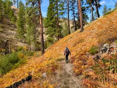 My mom hiking through a field of ferns