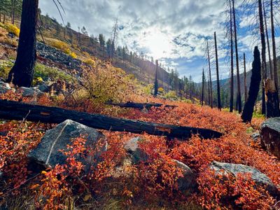 Burned trees along the trail