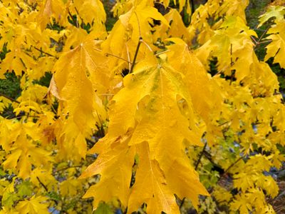 Close up of the Bigleaf Maple