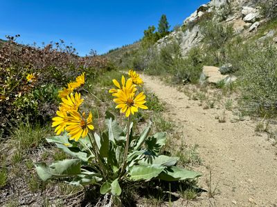 Arrowleaf balsamroot