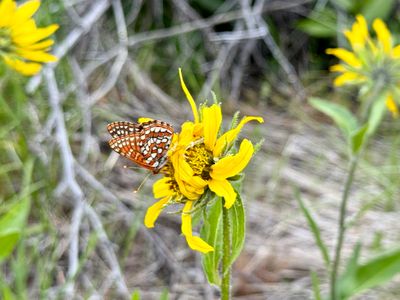 Butterfly