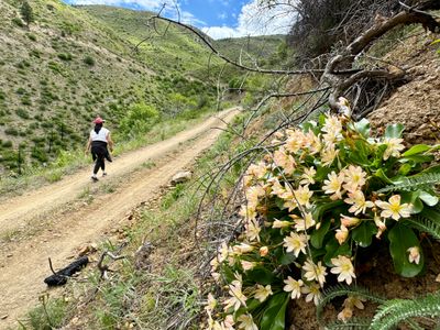 Wildflowers on the walk