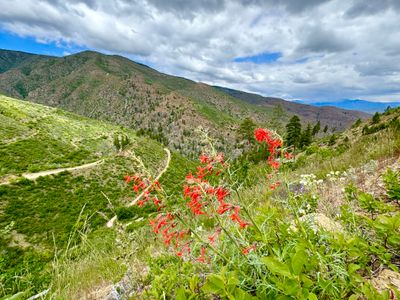 Indian Paintbrush