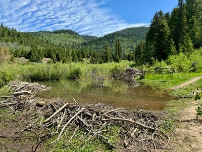 Beaver pond