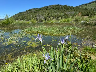 Flowers and beaver pond